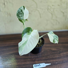 Load image into Gallery viewer, #R843 Variegated Monstera Borsigiana