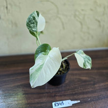 Load image into Gallery viewer, #R843 Variegated Monstera Borsigiana