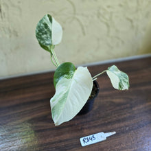 Load image into Gallery viewer, #R843 Variegated Monstera Borsigiana