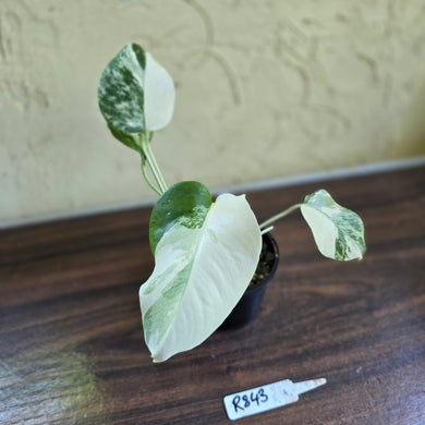 #R843 Variegated Monstera Borsigiana
