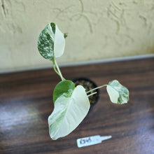 Load image into Gallery viewer, #R843 Variegated Monstera Borsigiana