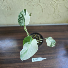 Load image into Gallery viewer, #R843 Variegated Monstera Borsigiana