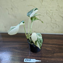 Load image into Gallery viewer, #R843 Variegated Monstera Borsigiana