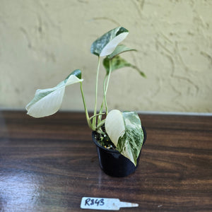 #R843 Variegated Monstera Borsigiana