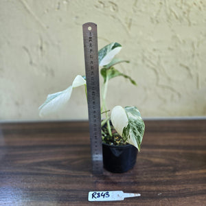#R843 Variegated Monstera Borsigiana