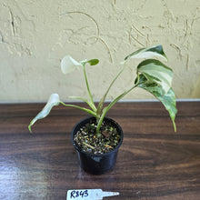 Load image into Gallery viewer, #R843 Variegated Monstera Borsigiana