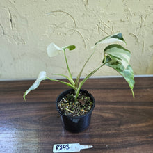 Load image into Gallery viewer, #R843 Variegated Monstera Borsigiana