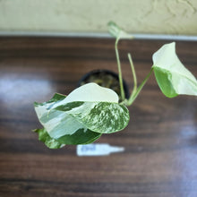 Load image into Gallery viewer, #R843 Variegated Monstera Borsigiana