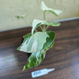 #R843 Variegated Monstera Borsigiana
