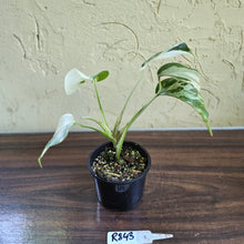 Load image into Gallery viewer, #R843 Variegated Monstera Borsigiana