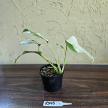 Load image into Gallery viewer, #R843 Variegated Monstera Borsigiana
