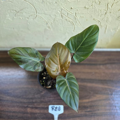 #R88 Philodendron Summer Glory