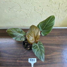 Load image into Gallery viewer, #R88 Philodendron Summer Glory