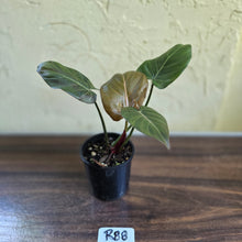 Load image into Gallery viewer, #R88 Philodendron Summer Glory