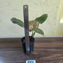 Load image into Gallery viewer, #R88 Philodendron Summer Glory