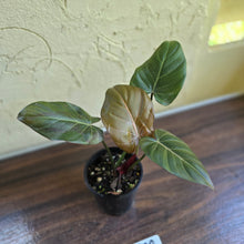 Load image into Gallery viewer, #R88 Philodendron Summer Glory