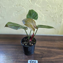 Load image into Gallery viewer, #R88 Philodendron Summer Glory