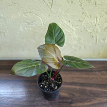 Load image into Gallery viewer, #R88 Philodendron Summer Glory