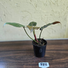 Load image into Gallery viewer, #R88 Philodendron Summer Glory