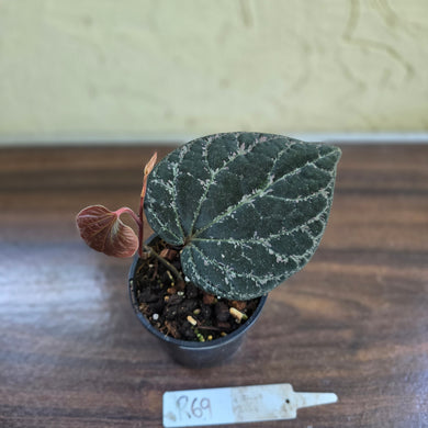 #R69 Piper Porphyrophyllum
