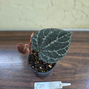 #R69 Piper Porphyrophyllum