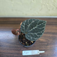 Load image into Gallery viewer, #R69 Piper Porphyrophyllum
