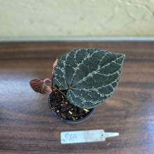 Load image into Gallery viewer, #R69 Piper Porphyrophyllum