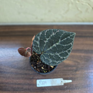 #R69 Piper Porphyrophyllum