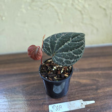 Load image into Gallery viewer, #R69 Piper Porphyrophyllum