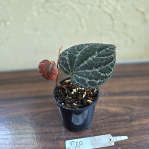 #R69 Piper Porphyrophyllum