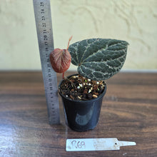 Load image into Gallery viewer, #R69 Piper Porphyrophyllum