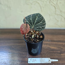 Load image into Gallery viewer, #R69 Piper Porphyrophyllum