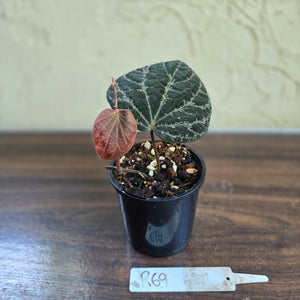 #R69 Piper Porphyrophyllum