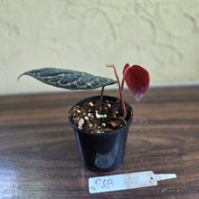 Load image into Gallery viewer, #R69 Piper Porphyrophyllum