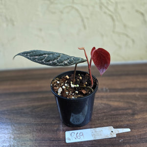 #R69 Piper Porphyrophyllum
