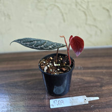 Load image into Gallery viewer, #R69 Piper Porphyrophyllum