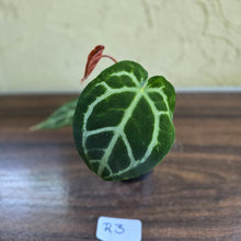 Load image into Gallery viewer, #R3 Anthurium Crystallinum x