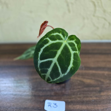 #R3 Anthurium Crystallinum x