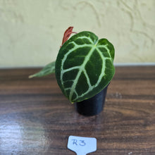 Load image into Gallery viewer, #R3 Anthurium Crystallinum x