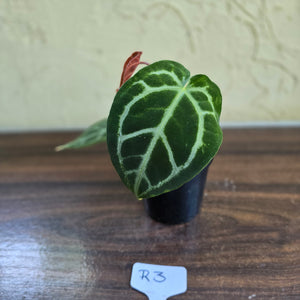 #R3 Anthurium Crystallinum x