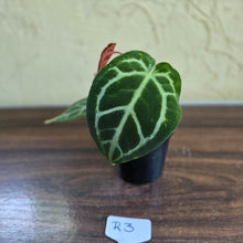 Load image into Gallery viewer, #R3 Anthurium Crystallinum x