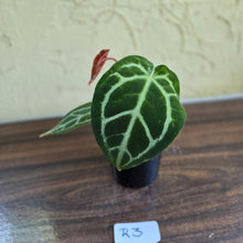Load image into Gallery viewer, #R3 Anthurium Crystallinum x