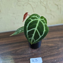 Load image into Gallery viewer, #R3 Anthurium Crystallinum x