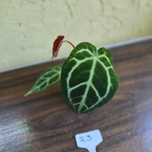 Load image into Gallery viewer, #R3 Anthurium Crystallinum x