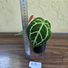 Load image into Gallery viewer, #R3 Anthurium Crystallinum x