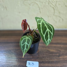 Load image into Gallery viewer, #R3 Anthurium Crystallinum x