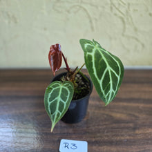 Load image into Gallery viewer, #R3 Anthurium Crystallinum x