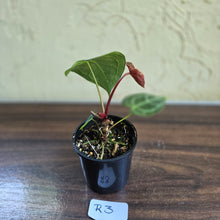 Load image into Gallery viewer, #R3 Anthurium Crystallinum x
