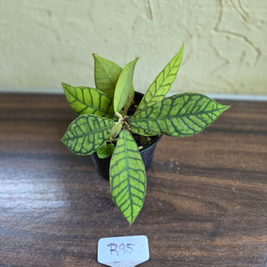 #R95 Hoya Sp. Kalimantan