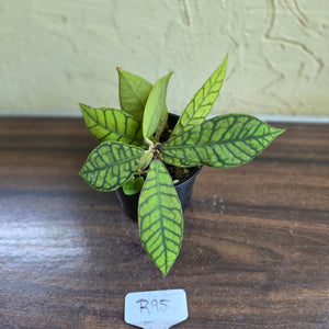 #R95 Hoya Sp. Kalimantan